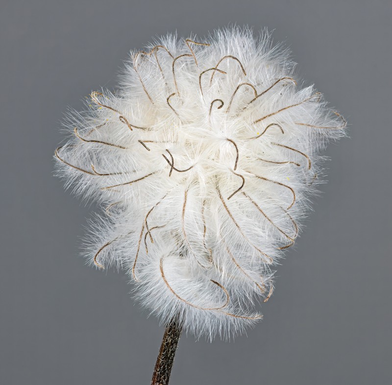 Solitary Clematis photo 3