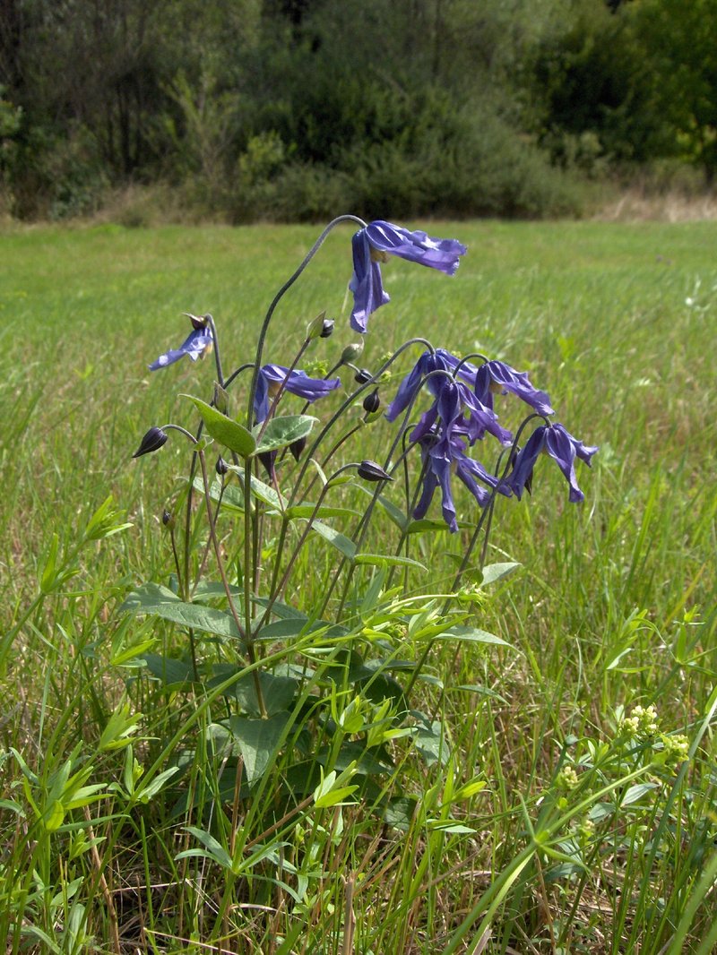 Solitary Clematis photo 6