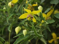 Clematis intricata