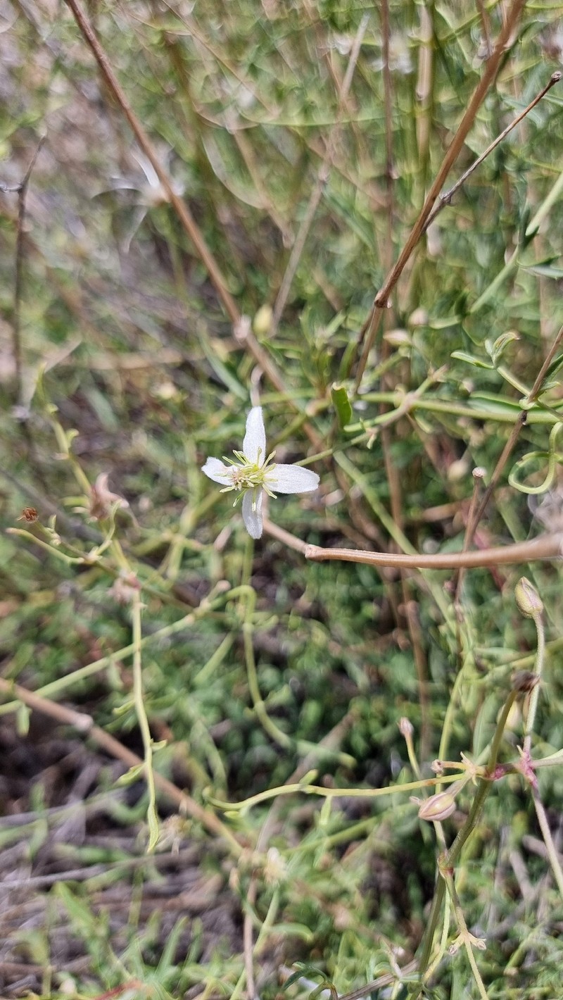 Clematis ispahanica photo 2