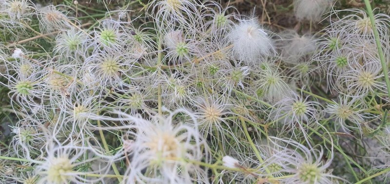 Clematis ispahanica photo 3