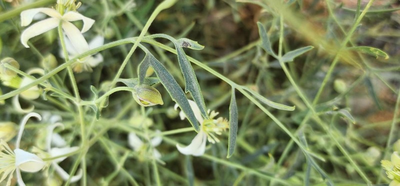 Clematis ispahanica photo 4