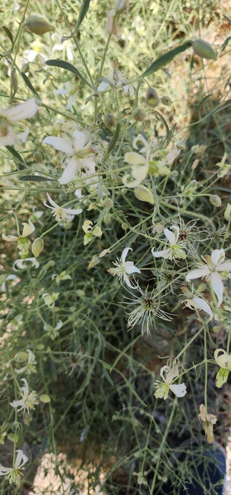 Clematis ispahanica photo 5
