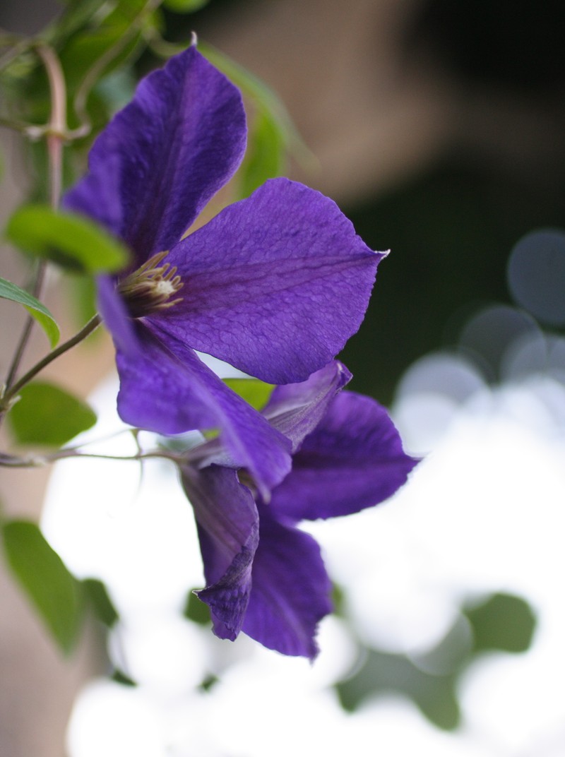Leather Flower photo 2