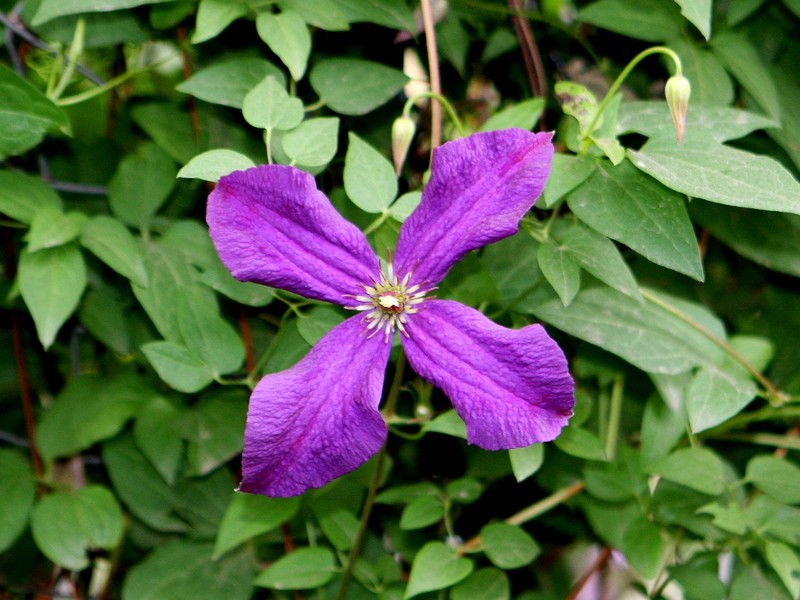 Leather Flower photo 3
