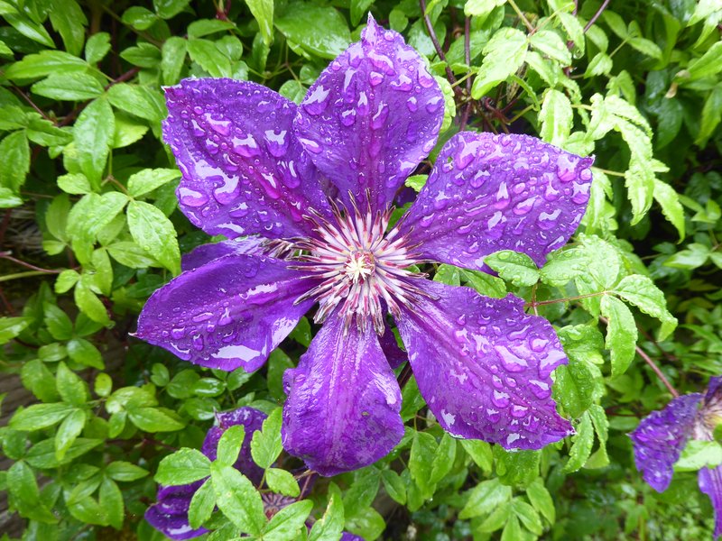 Leather Flower photo 4