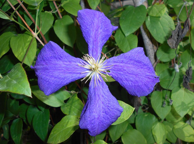 Leather Flower photo 6