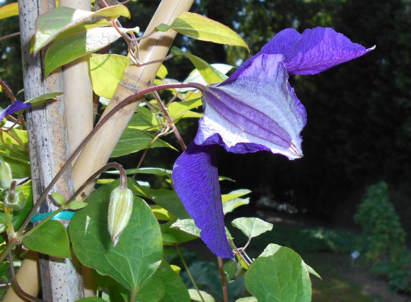 Leather Flower photo 7