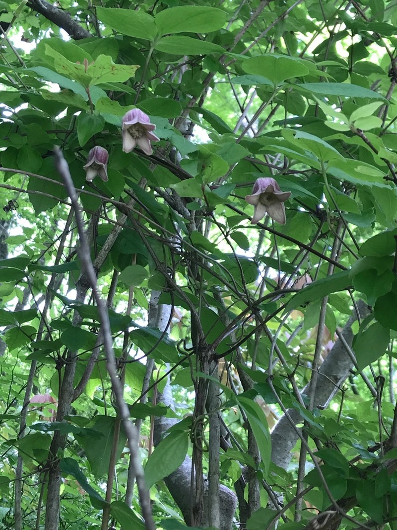 Clematis japonica photo 2