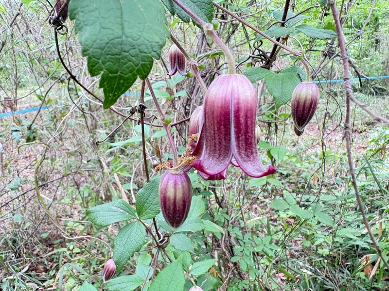Clematis japonica photo 3