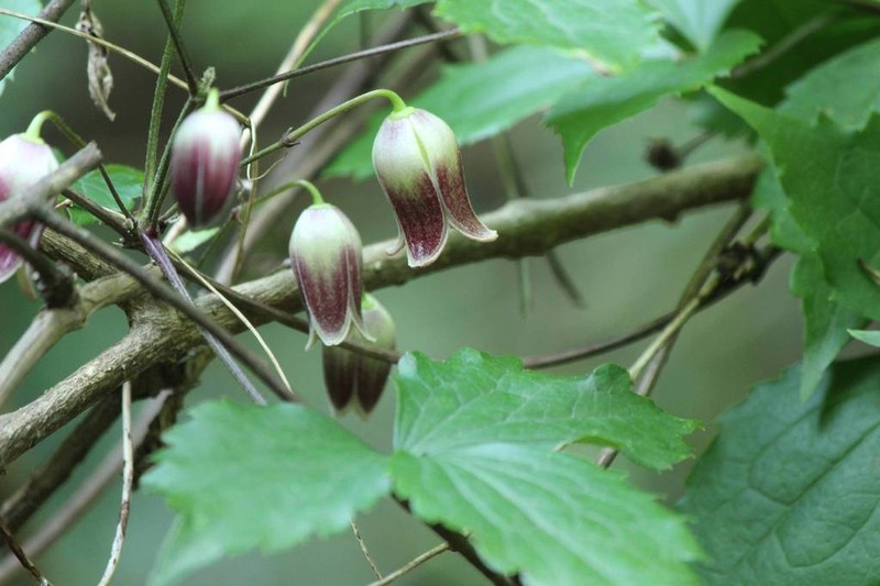Clematis japonica photo 5