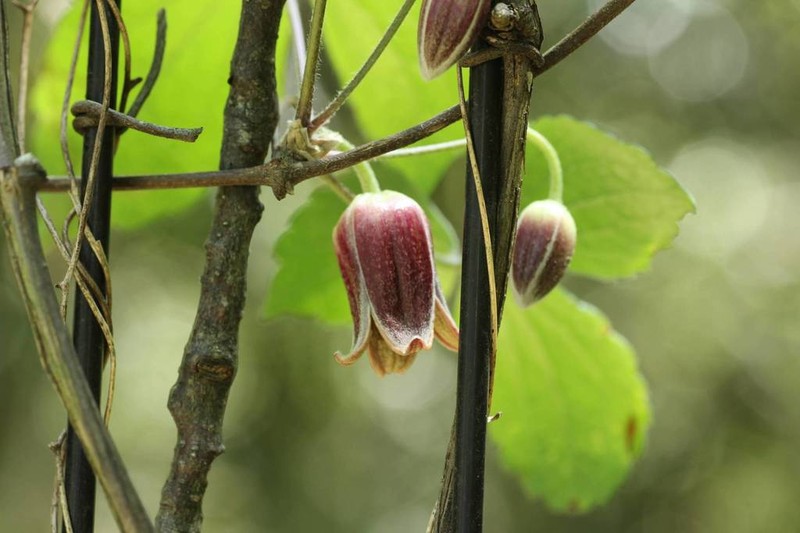 Clematis japonica photo 6