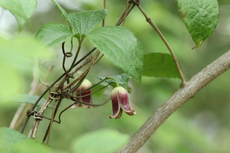 Clematis japonica photo 7