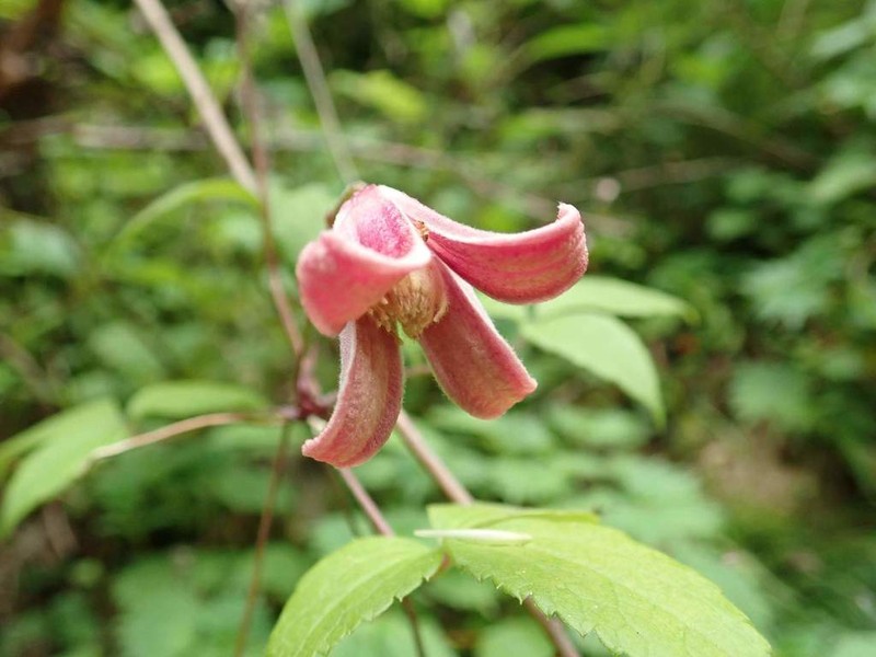 Clematis japonica photo 8