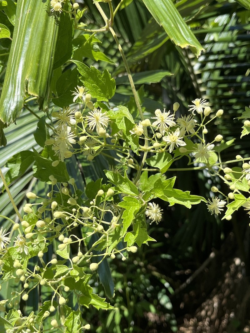 Clematis javana