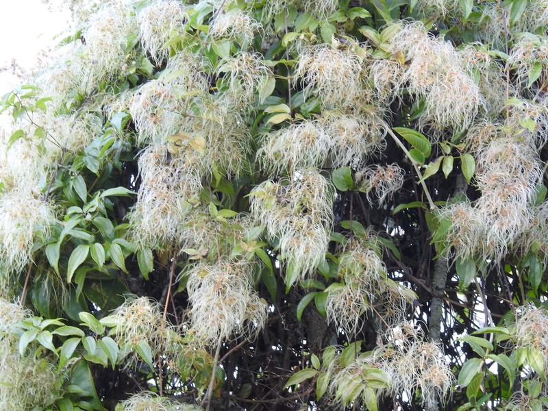 Clematis javana photo 2
