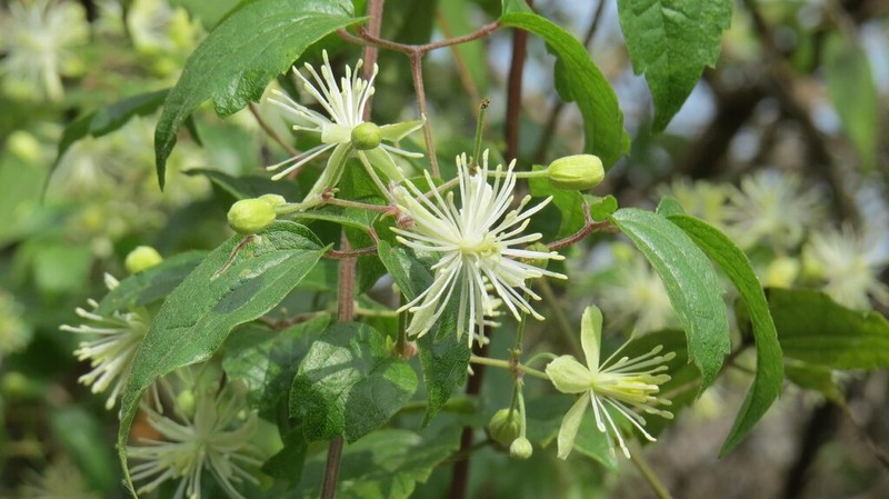 Clematis javana photo 3