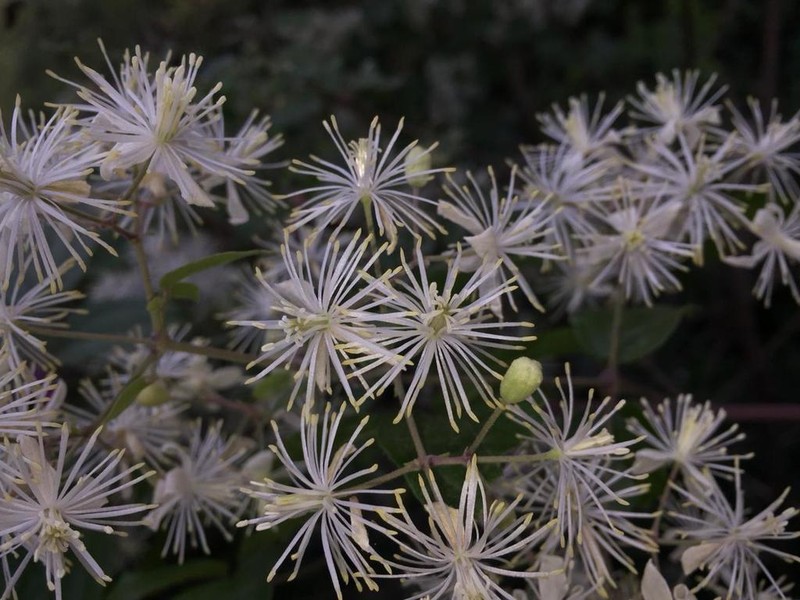 Clematis javana photo 4