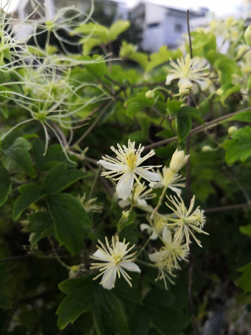 Clematis javana photo 5