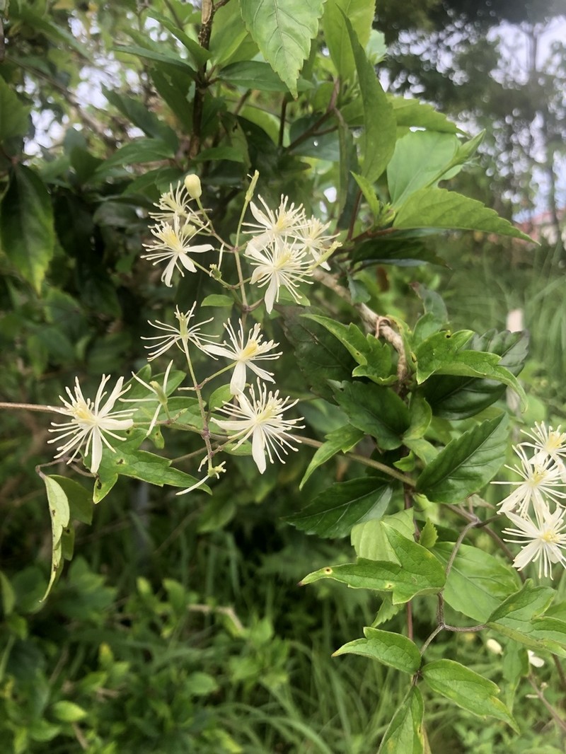 Clematis javana photo 7