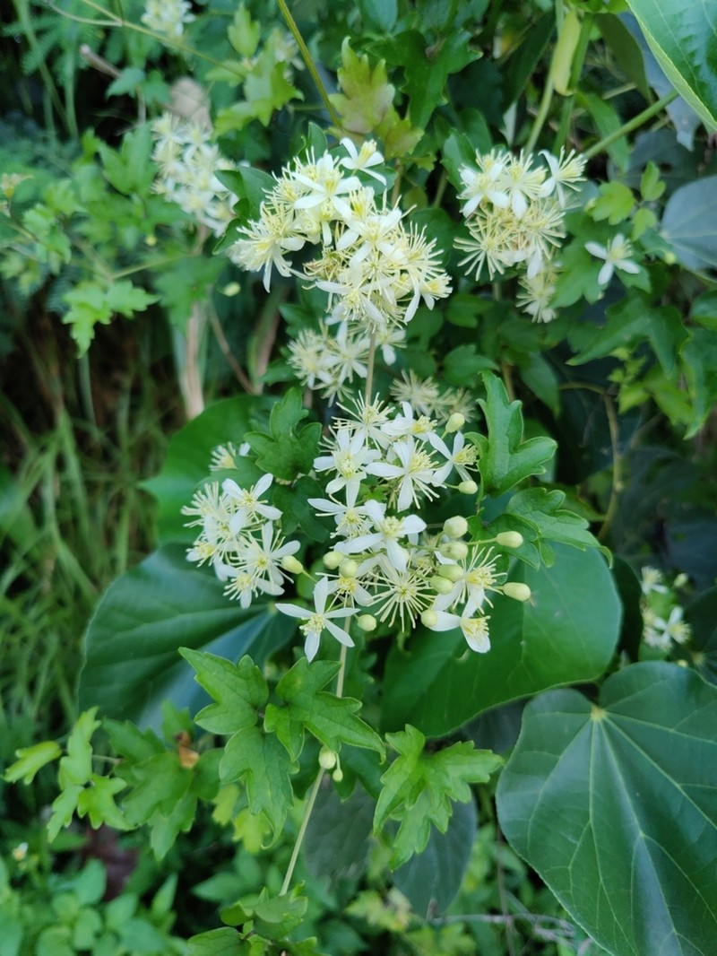 Clematis javana photo 8