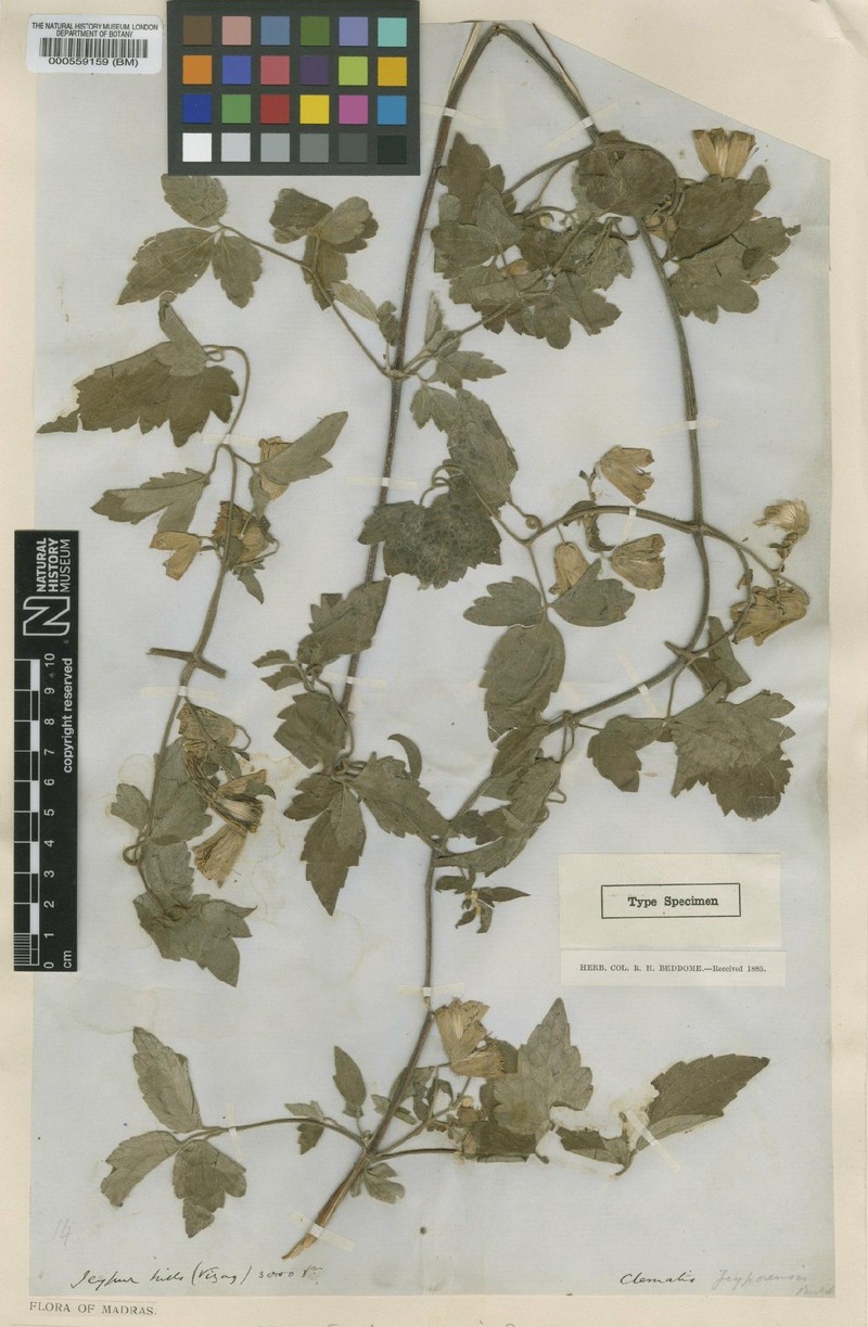 Clematis jeypurensis