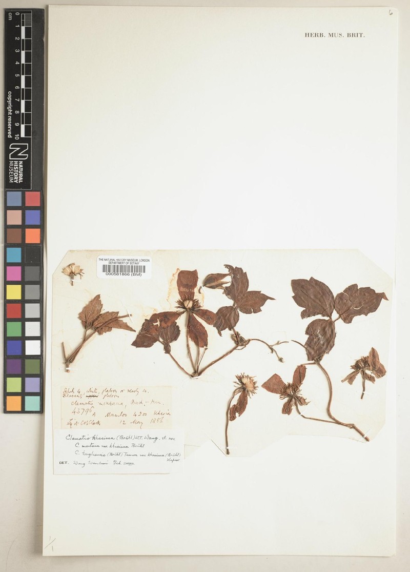 Clematis khasiana