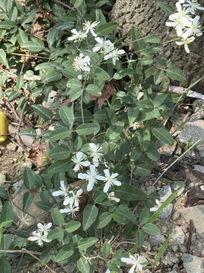Clematis kirilowii