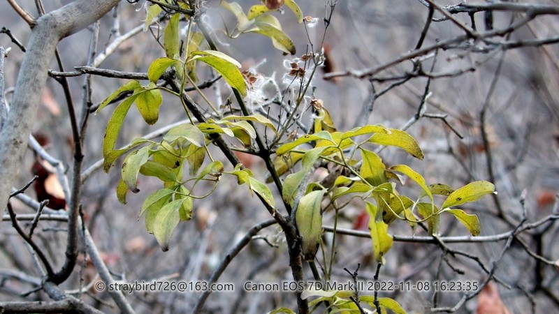 Clematis kirilowii photo 3