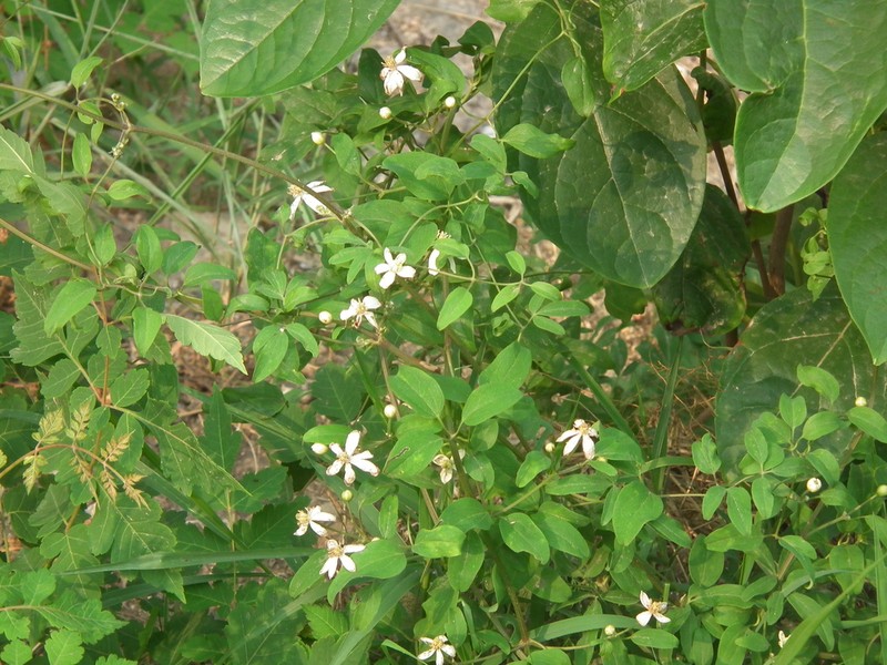 Clematis kirilowii photo 4