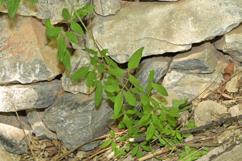Clematis kirilowii photo 5