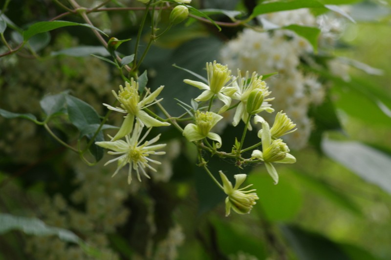 Clematis kirilowii photo 8