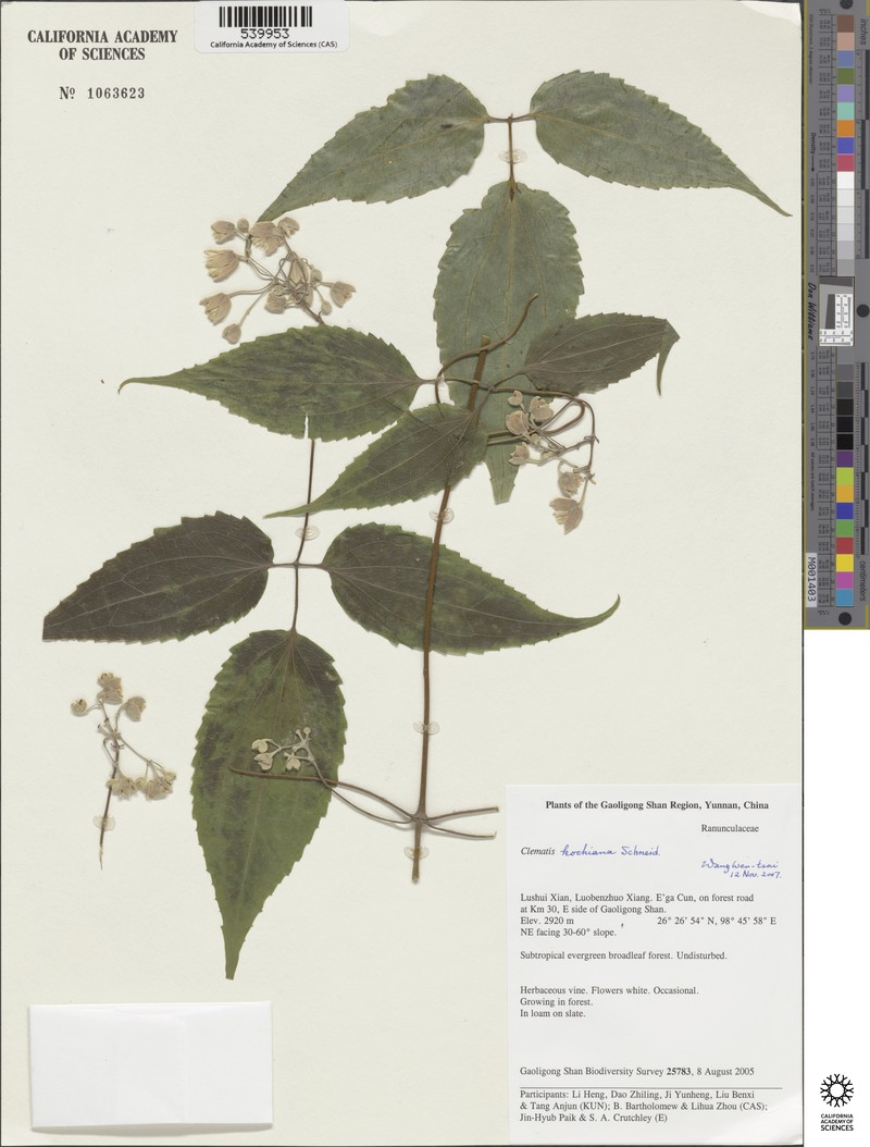 Clematis kockiana