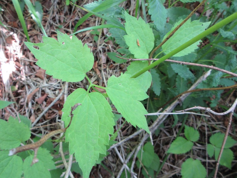 Clematis koreana photo 5