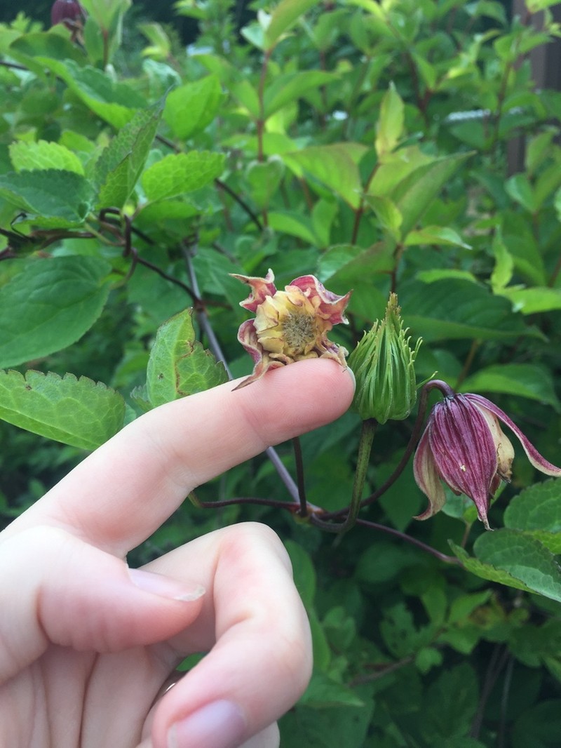 Clematis koreana photo 6