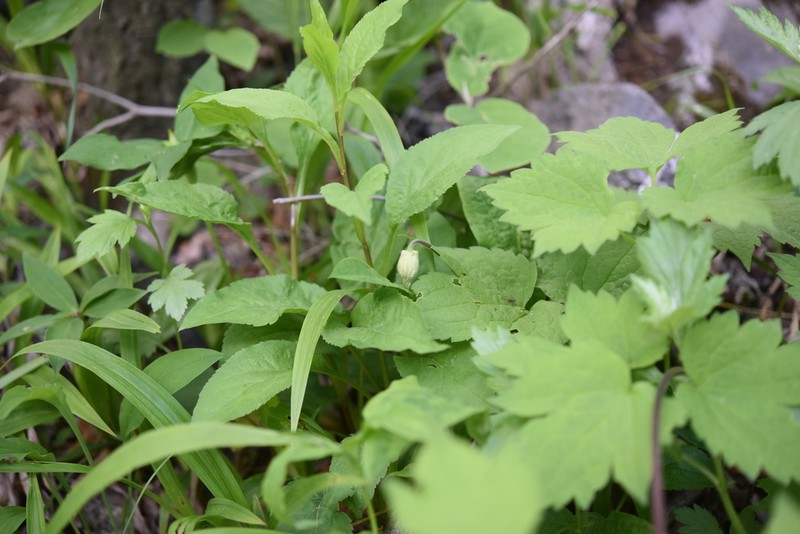 Clematis koreana photo 7