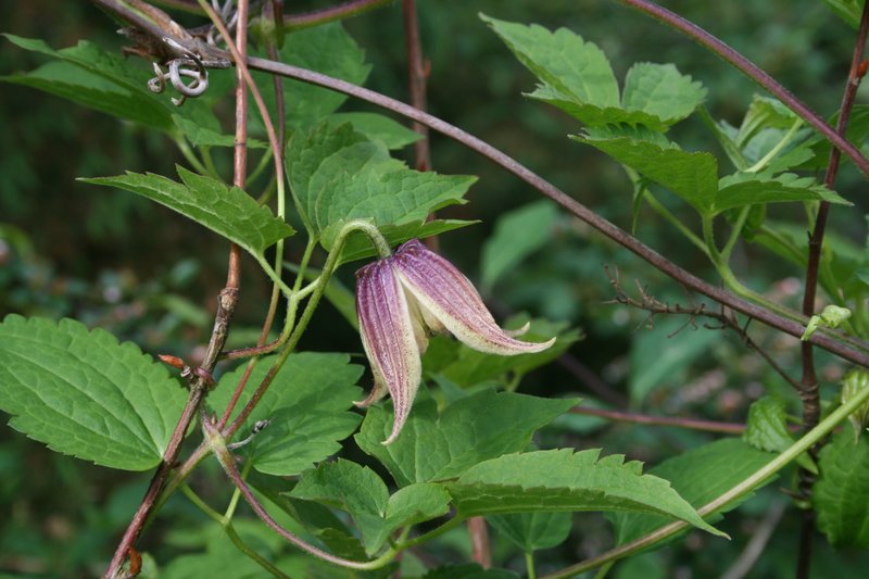 Clematis koreana