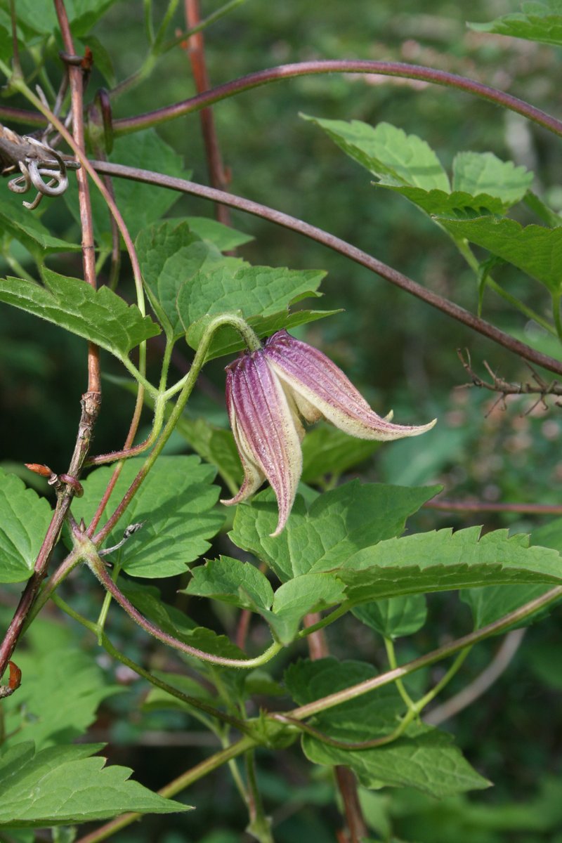 Clematis koreana