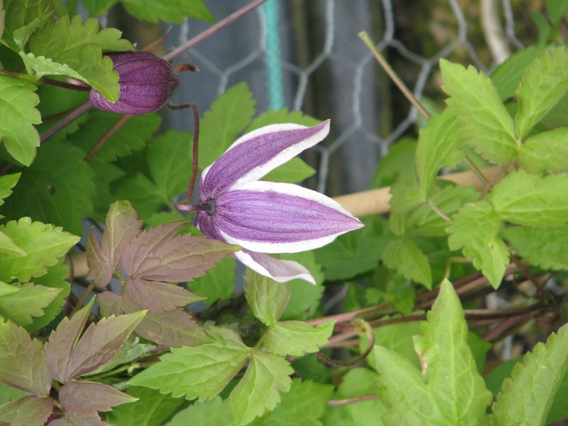 Clematis koreana photo 2