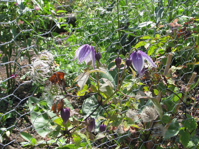Clematis koreana photo 3