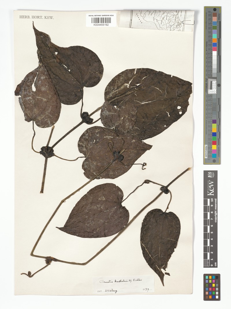 Clematis korthalsii