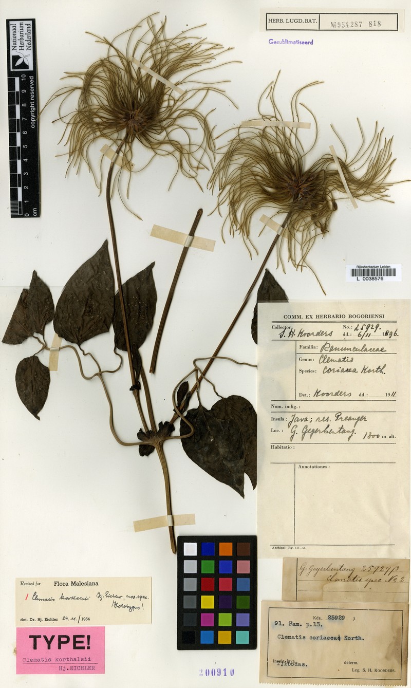 Clematis korthalsii photo 2