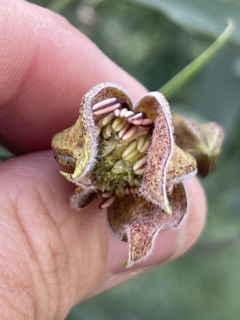 Clematis ladakhiana photo 3