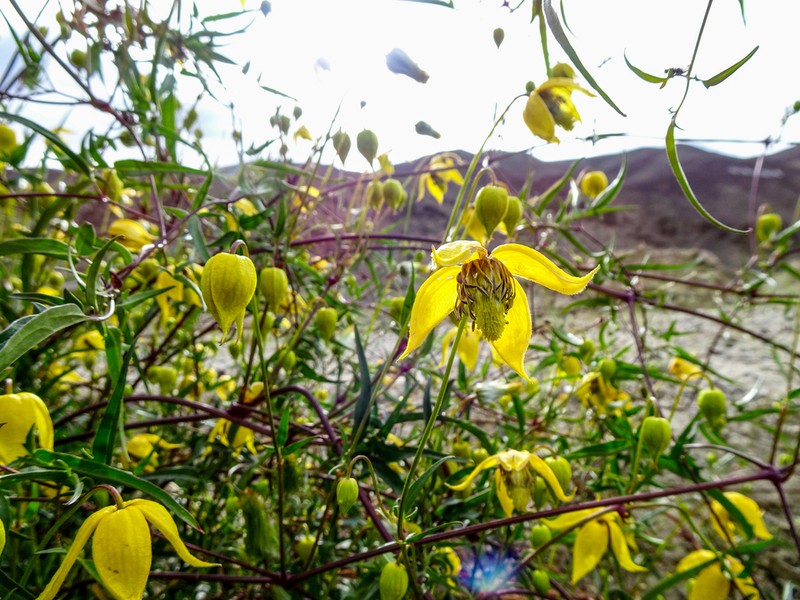 Clematis ladakhiana photo 4