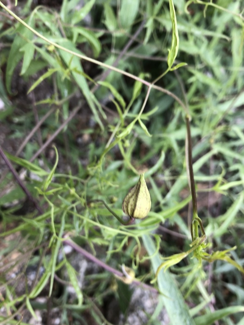 Clematis ladakhiana photo 5