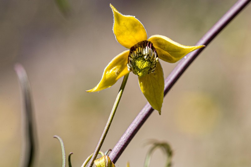 Clematis ladakhiana photo 7