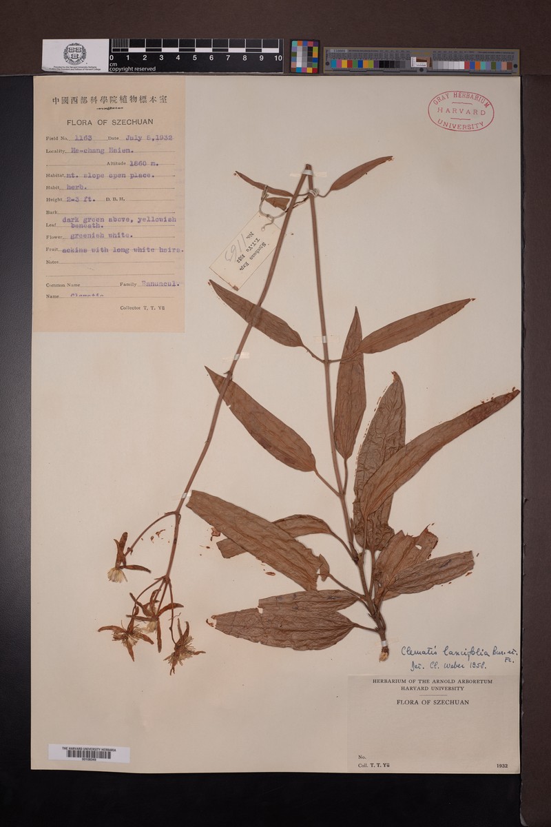 Clematis lancifolia