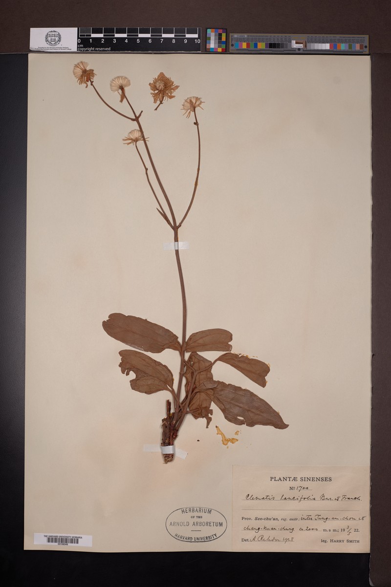 Clematis lancifolia photo 2