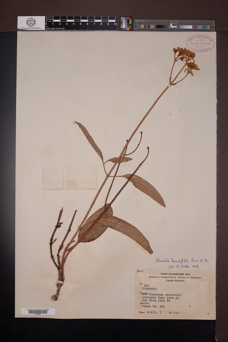 Clematis lancifolia photo 3
