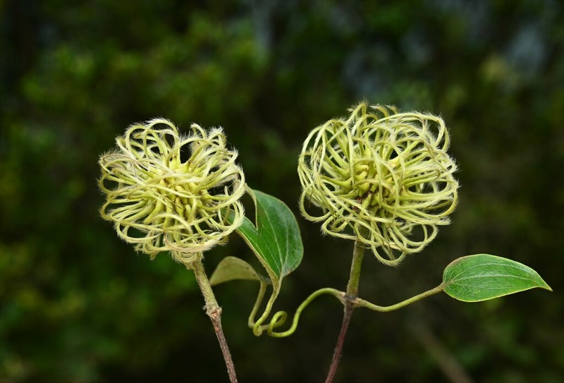 Clematis lanuginosa